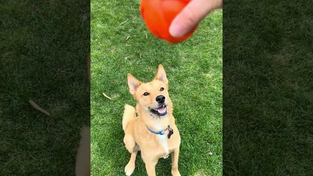 Pov: you have a jindo dog ️ #shorts #shiba Pov: you have a jindo dog ️ #shorts #shiba