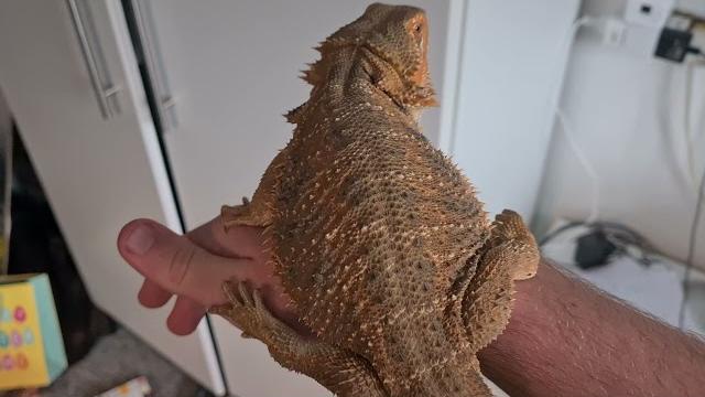 Lizard reveal Lizard reveal