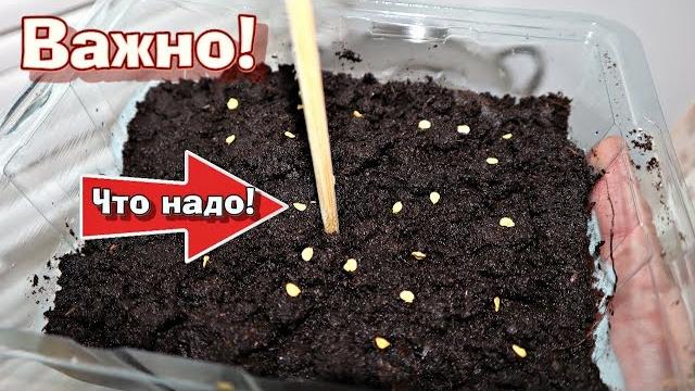Сейте перец и томаты на рассаду только в эти сроки! когда сажать перец и томаты на рассаду? Сейте перец и томаты на рассаду только в эти сроки! когда сажать перец и томаты на рассаду?