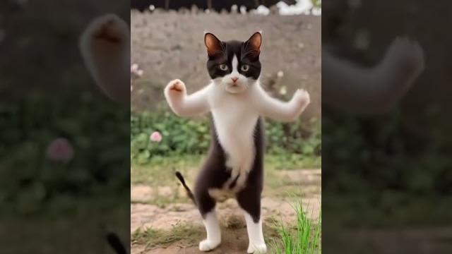 Kedinin dansı #kedi #doğa #dans Kedinin dansı #kedi #doğa #dans
