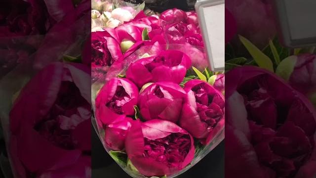 Стоимость пионов в норвегии #норвегия #пионы Стоимость пионов в норвегии #норвегия #пионы