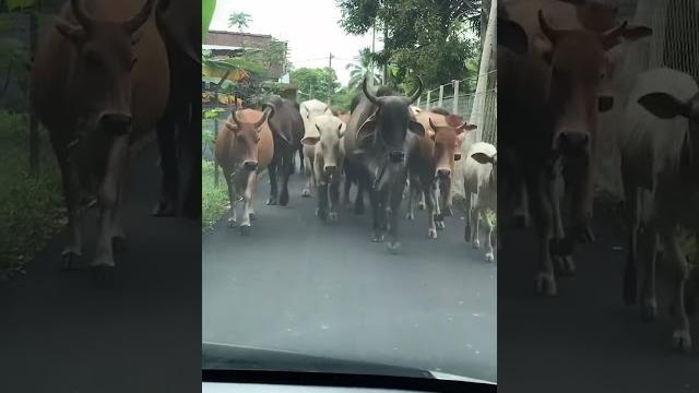 Dihadang sapi #shorts Dihadang sapi #shorts