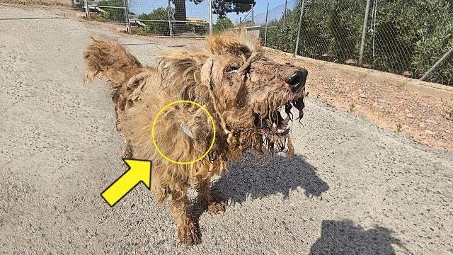 Carrying years of abuse and neglect, desperate old dog cries loudly on street begging for help Carrying years of abuse and neglect, desperate old dog cries loudly on street begging for help