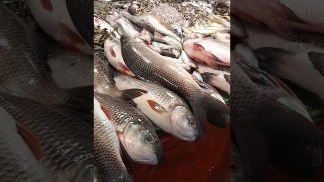 Fish market in bangladesh Fish market in bangladesh