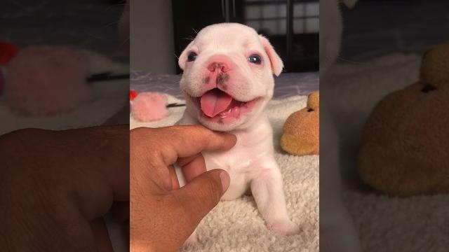 Happy puppy Happy puppy