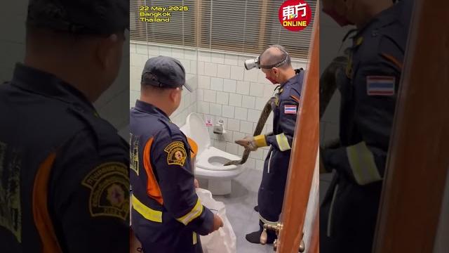 半夜如厕惊见马桶有巨蟒 半夜如厕惊见马桶有巨蟒