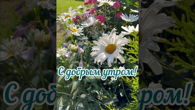 Мой канал в телеграмме «цветули у светули» https://t.me/tsvetuliusvetuli #идеидлясада #цветы Мой канал в телеграмме «цветули у светули» https://t.me/tsvetuliusvetuli #идеидлясада #цветы