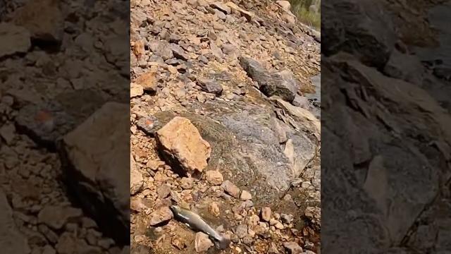Крупный хариус на муху #fishing #fish #nature #рыбалка #рыба #приключения #природа #тайга #хариус Крупный хариус на муху #fishing #fish #nature #рыбалка #рыба #приключения #природа #тайга #хариус