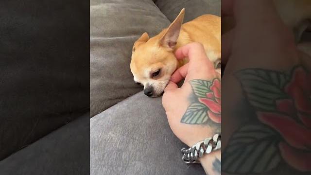Niki is a unusual chihuahua Niki is a unusual chihuahua