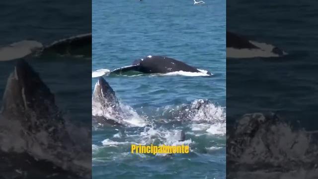 Amazing world-“los secretos del océano: un viaje a través de la vida marina” #amazingworld #animales Amazing world-“los secretos del océano: un viaje a través de la vida marina” #amazingworld #animales