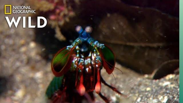 Mantis shrimp packs a punch | predator in paradise Mantis shrimp packs a punch | predator in paradise