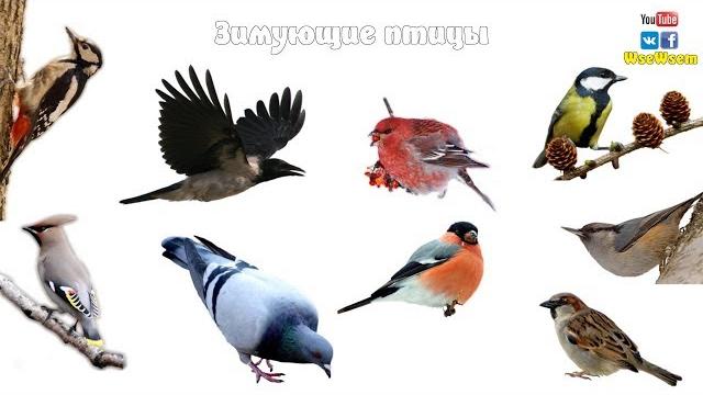 Зимующие птицы. детям про птиц зимой. Зимующие птицы. детям про птиц зимой.