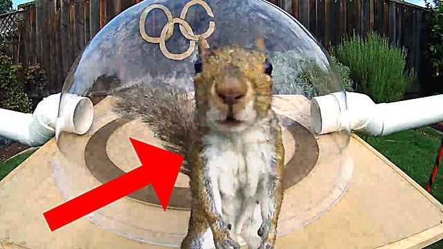 Backyard squirrelympics 3.0- the summer games Backyard squirrelympics 3.0- the summer games