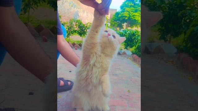 Cute cat #shorts #shortsvideo #trendingshorts #cat #funny #catvideos #pets #animals #catlover #fypシ Cute cat #shorts #shortsvideo #trendingshorts #cat #funny #catvideos #pets #animals #catlover #fypシ