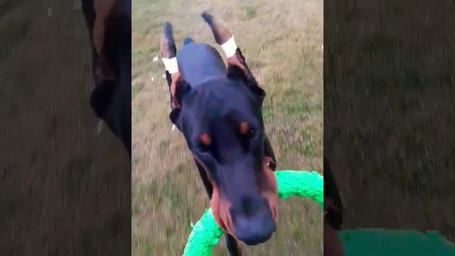 Doberman sever #doberman #киборгубийца #доберман #dobermann #best #dog #doglover #прикол #харьков Doberman sever #doberman #киборгубийца #доберман #dobermann #best #dog #doglover #прикол #харьков