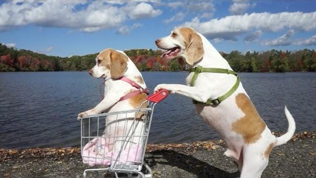Dogs' epic shopping cart voyage: funny dogs maymo & penny Dogs' epic shopping cart voyage: funny dogs maymo & penny
