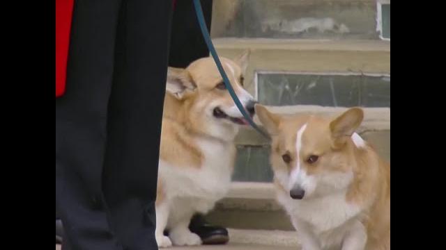 女王的爱犬和小马在温莎城堡等候 女王的爱犬和小马在温莎城堡等候