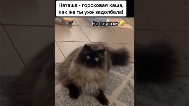 Наташа,ты задолбала! Наташа,ты задолбала!