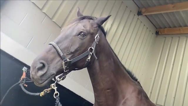 Horse penis cleaning Horse penis cleaning