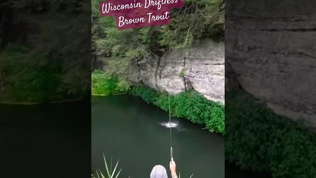 Brown trout. a pb in the wisconsin driftless. Brown trout. a pb in the wisconsin driftless.