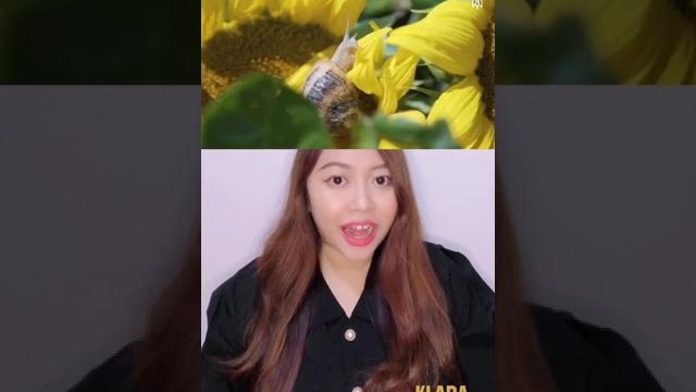Lendir siput untuk kecantikan ?! | tiktok klara tania #shorts Lendir siput untuk kecantikan ?! | tiktok klara tania #shorts