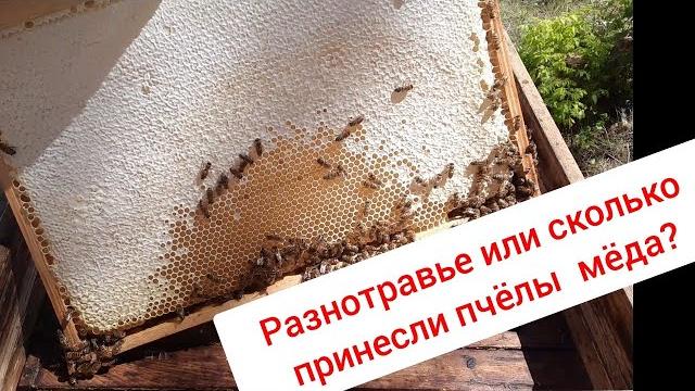 Пасека на разнотравье Пасека на разнотравье