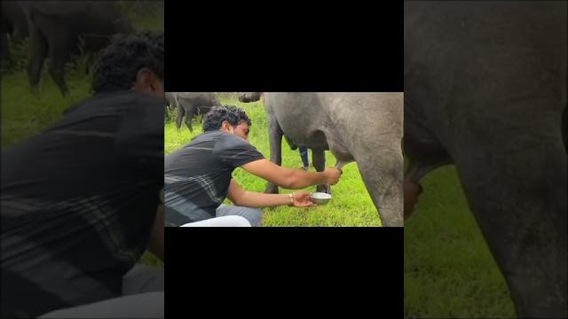 Nehda ni maja//village life// gadi gir ni mojj//rajbha gadhavi//please like share and subscribe// Nehda ni maja//village life// gadi gir ni mojj//rajbha gadhavi//please like share and subscribe//