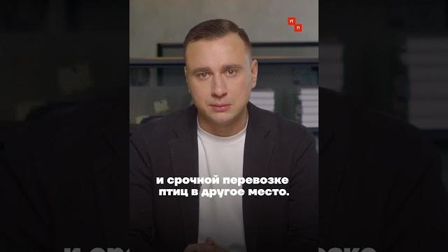 Чиновник обматерил волонтёров, спасающих птиц в анапе Чиновник обматерил волонтёров, спасающих птиц в анапе