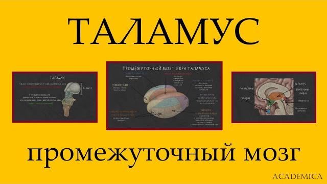 Промежуточный мозг. таламус. Промежуточный мозг. таламус.