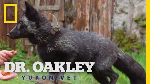 The silver fox facts | yukon do it The silver fox facts | yukon do it