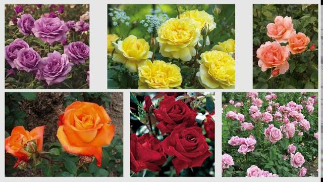Hybrid tea rose Hybrid tea rose