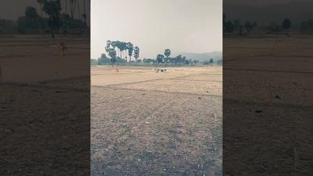 Village toor #short #village #viral #trending Village toor #short #village #viral #trending