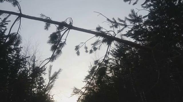Как установить петлю на волка Как установить петлю на волка