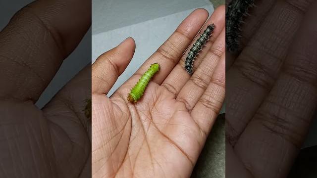 Got some new painted ladies! should have butterflies soon #butterflies #moths #caterpillars #shorts Got some new painted ladies! should have butterflies soon #butterflies #moths #caterpillars #shorts