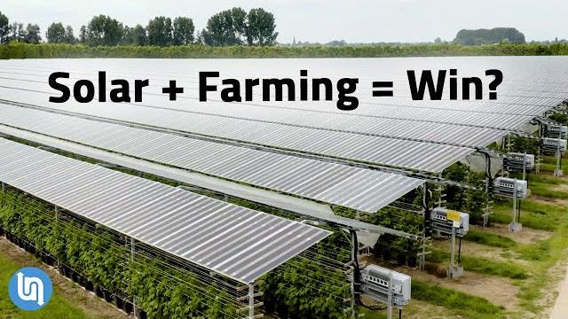 Solar panels plus farming? agrivoltaics explained Solar panels plus farming? agrivoltaics explained