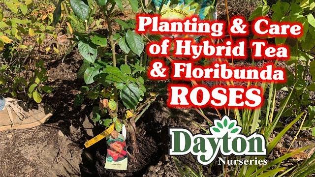 Planting & care of hybrid tea & floribunda roses Planting & care of hybrid tea & floribunda roses