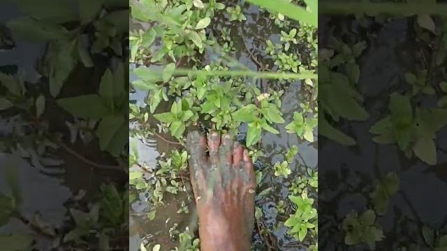 Barefoot in mud asmr | barefoot in swamp asmr (no talking).#asmr #asmrsounds #barefoot #mud Barefoot in mud asmr | barefoot in swamp asmr (no talking).#asmr #asmrsounds #barefoot #mud