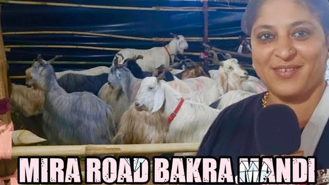 Mira road (anjuman) bakra mandi part 1 Mira road (anjuman) bakra mandi part 1