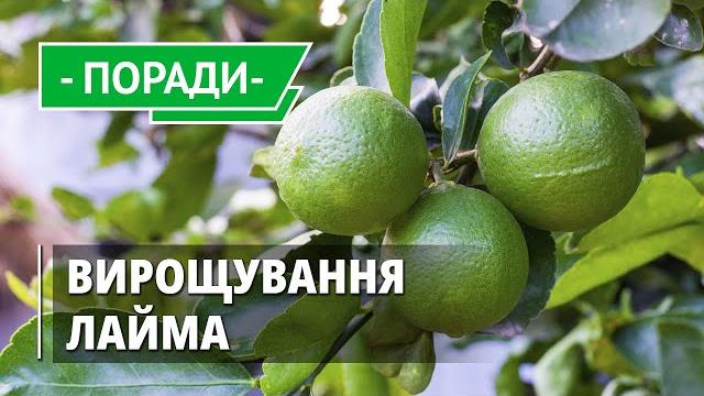 Как вырастить лайм дома Как вырастить лайм дома