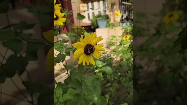 #sunflower #gardening #youtubeshorts #sunflower #gardening #youtubeshorts