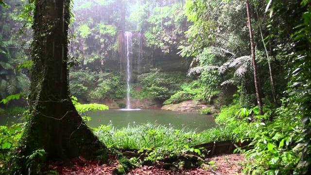 Rain sound and rainforest animals sound - relaxing sleep Rain sound and rainforest animals sound - relaxing sleep