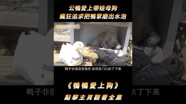 公鴨愛上帶娃母狗,瘋狂追求把鴨掌磨出水泡,幸好最終抱得美狗#shorts 公鴨愛上帶娃母狗,瘋狂追求把鴨掌磨出水泡,幸好最終抱得美狗#shorts