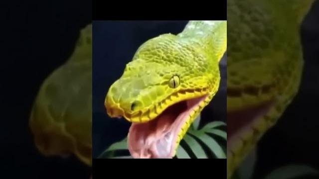 Животные такие милые когда зевают Животные такие милые когда зевают