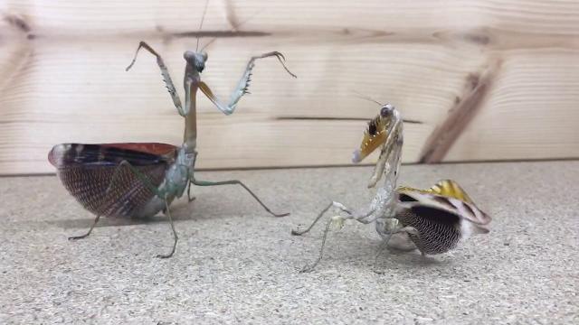 Mantis vs mantis Mantis vs mantis