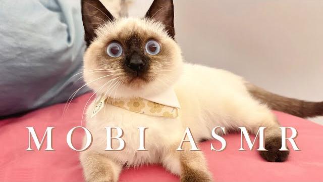【輕聲細語】mobi的首次吃播asmr!【aoihinamori】 【輕聲細語】mobi的首次吃播asmr!【aoihinamori】