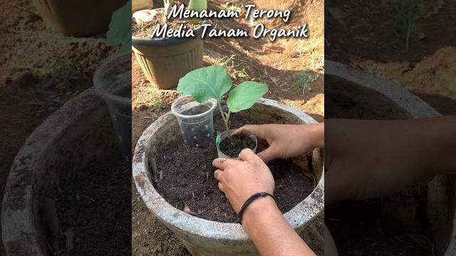 Tips menanam terong organik #kidulomahfarm Tips menanam terong organik #kidulomahfarm