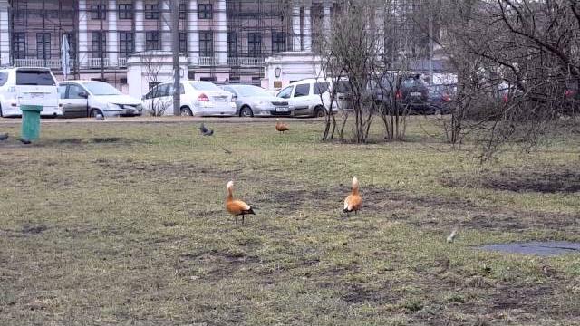 Прогулка у останкинского пруда Прогулка у останкинского пруда