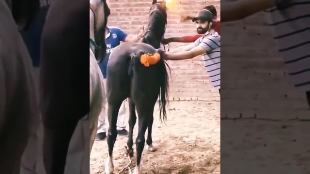 Successful horse mating #shorts #horse #mating #viralvideo #youyubeshort #horsemating #viral Successful horse mating #shorts #horse #mating #viralvideo #youyubeshort #horsemating #viral
