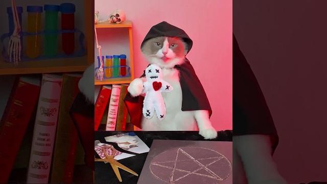 Don’t mess with puff… he knows voodoo and he’s not afraid to use it! #thatlittlepuff #prank #revenge Don’t mess with puff… he knows voodoo and he’s not afraid to use it! #thatlittlepuff #prank #revenge