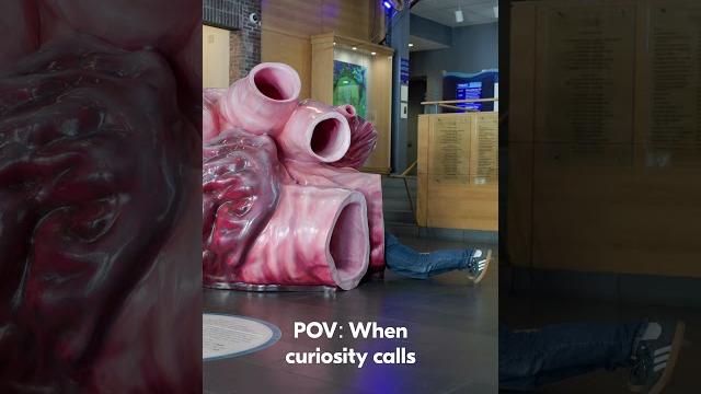 Curiosity calls: blue whale heart Curiosity calls: blue whale heart